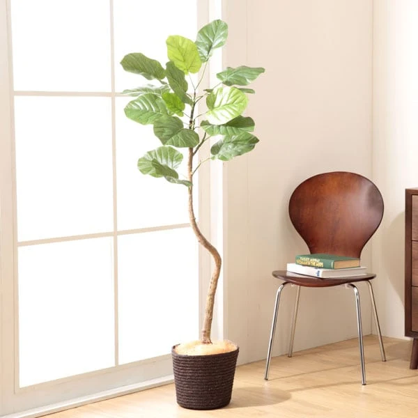 Top-Quality 120CM UMBELLATA OS1402 4 16 Safe