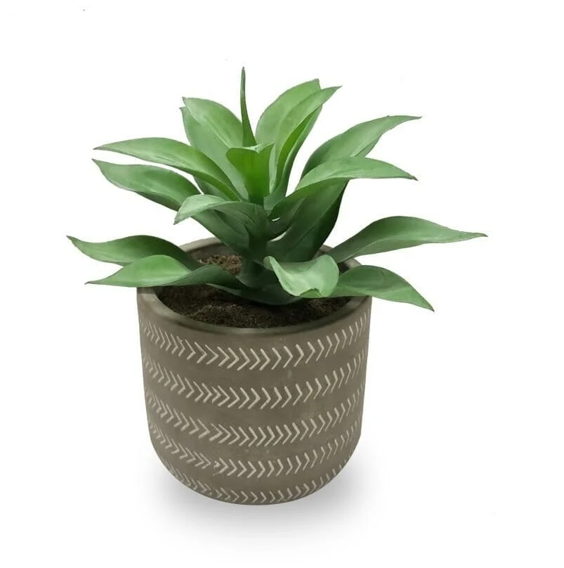 Functional Succulent In Grey Pot Easy-to-Use