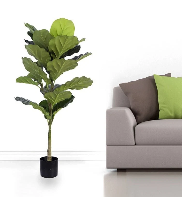 Reliable Fiddle Leaf Fig Tree Prestigious