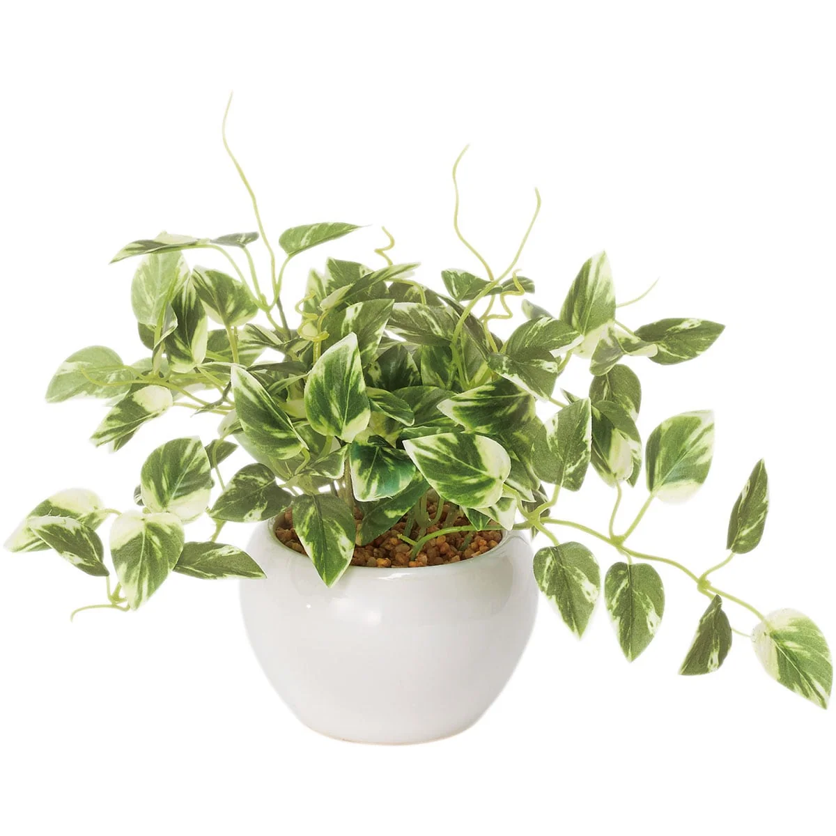 Proven 23CM SCINDAPSUS W CERAMIC POT Exclusive