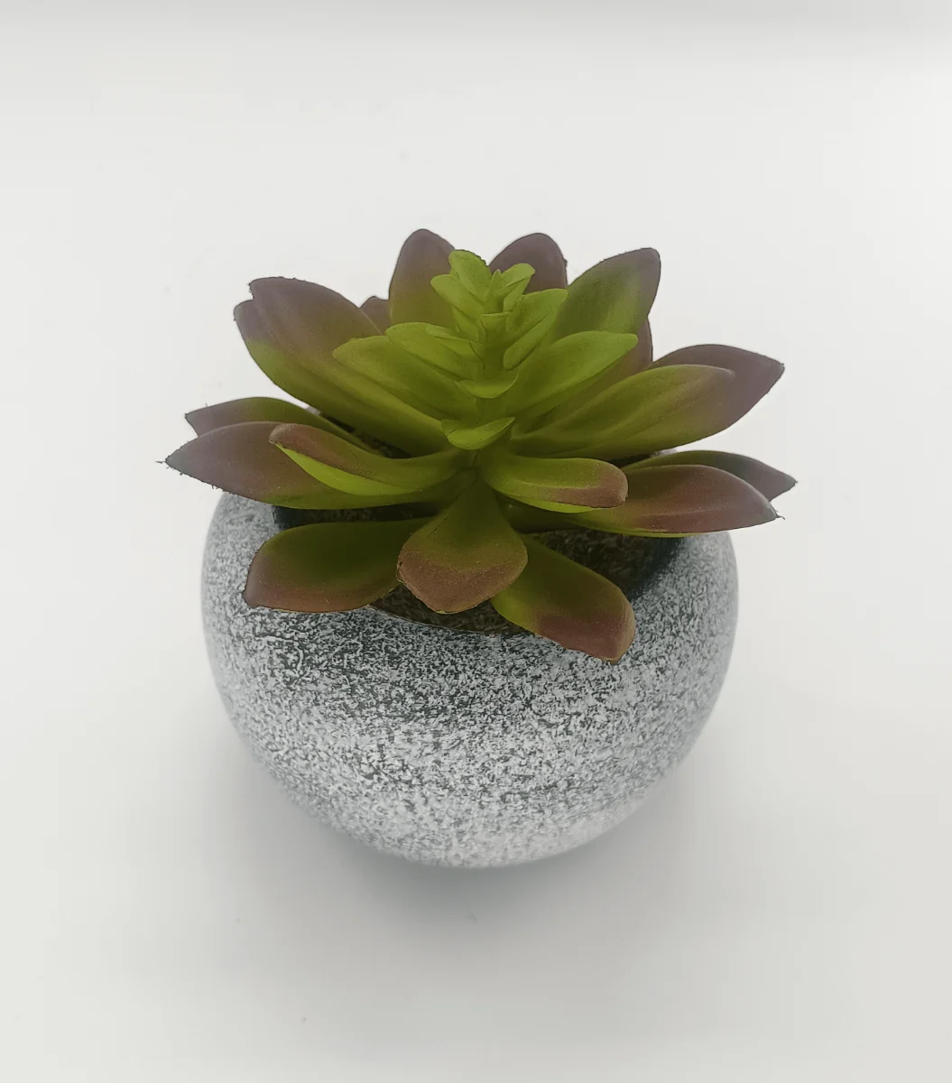 Elegant Vintage Succulent 10x11 Green