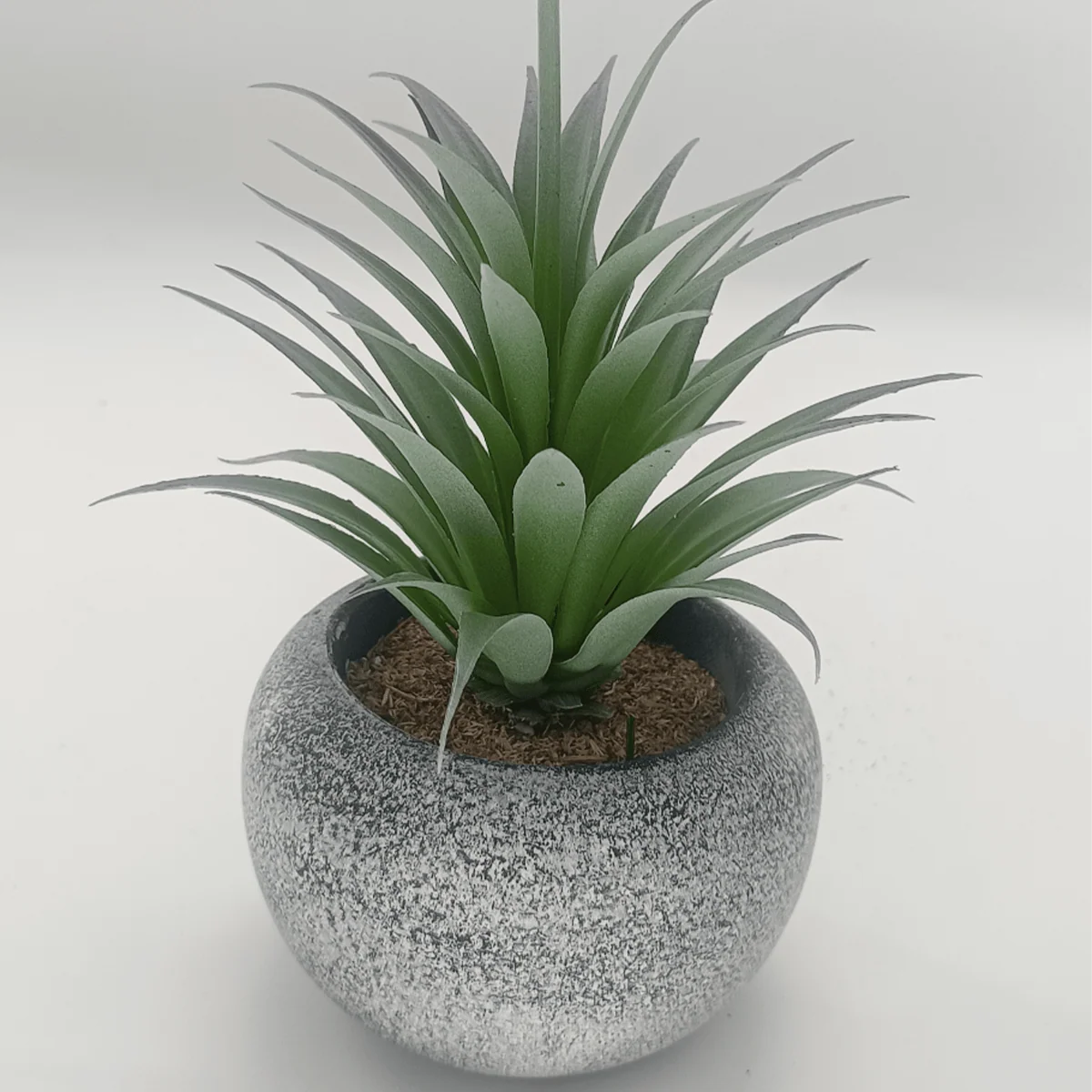Organic Vintage-Style Succulent 12 x 19.5 cm 4.8 x 7.7 Verified
