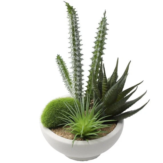 First-Class ARRANGED CACTUS IN CEMENT POT YX Flexible