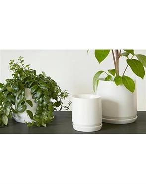 Fine PALM SPRINGS 5 quot POT W SAUCER WWH Fast