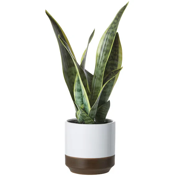Quality ARTIFICIAL SANSEVIERIA IN CERAMIC POT YC181407 Fast