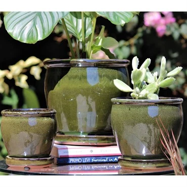 Sustainable BUTTER CUP 4.5 quot POT GREEN First-Class