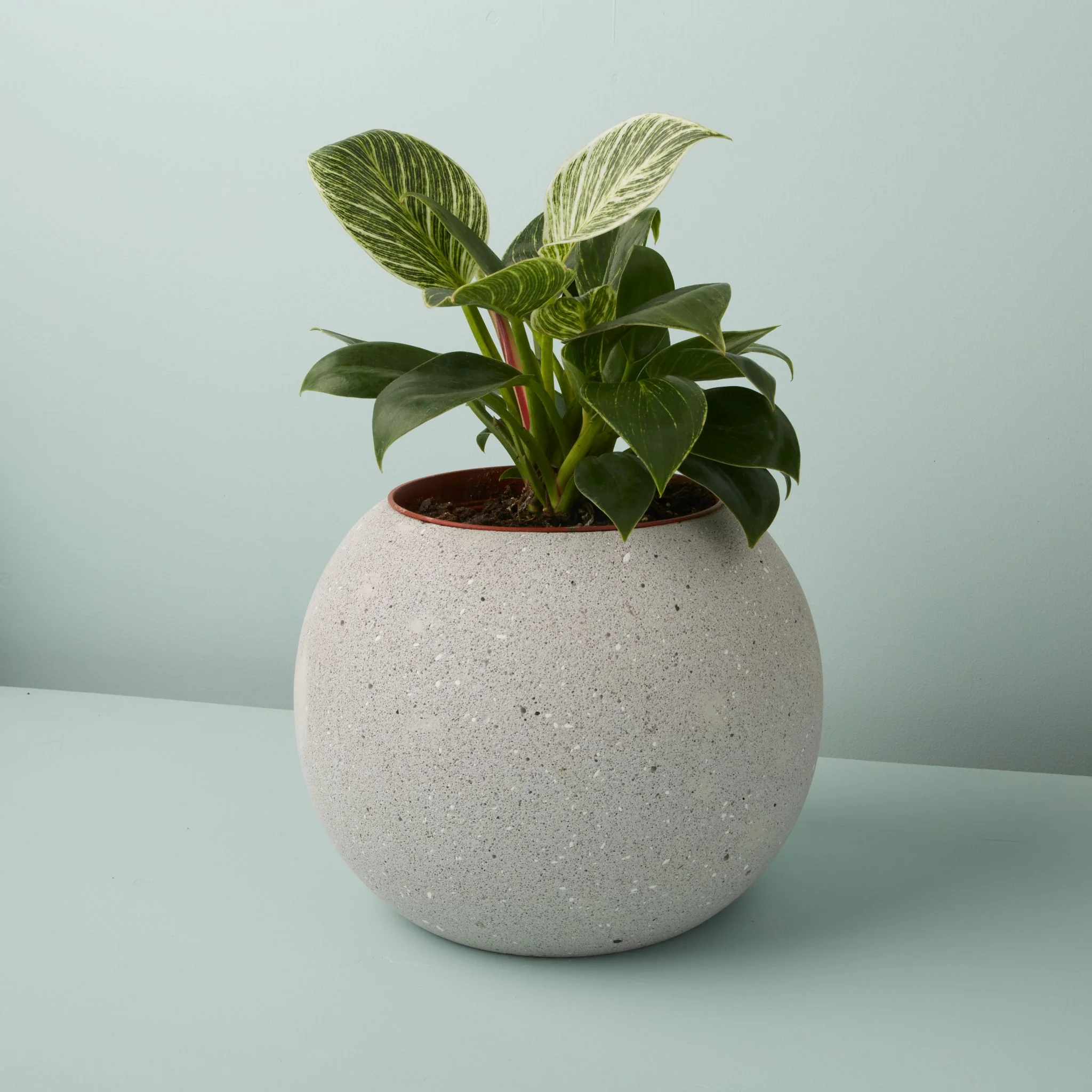 Expertly Made Atallo Cement Planter Carefully Designed