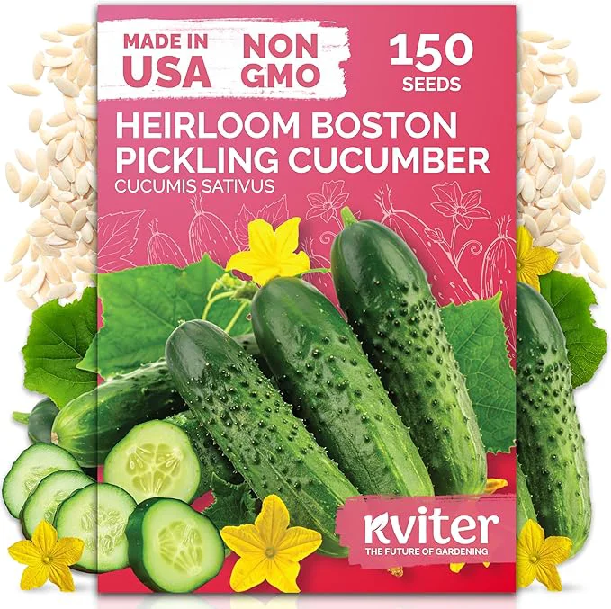 Traditional KVITER 150 Boston Pickling Cucumber Seeds Professional