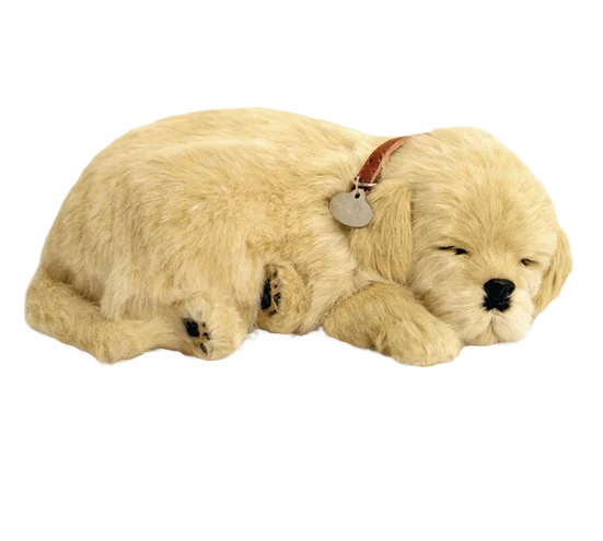 Casual Petzzz Golden Retreiver Pet Expertly Made