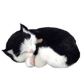 Trendy Petzzz Black and White Shorthair Kitten Pet High-Grade