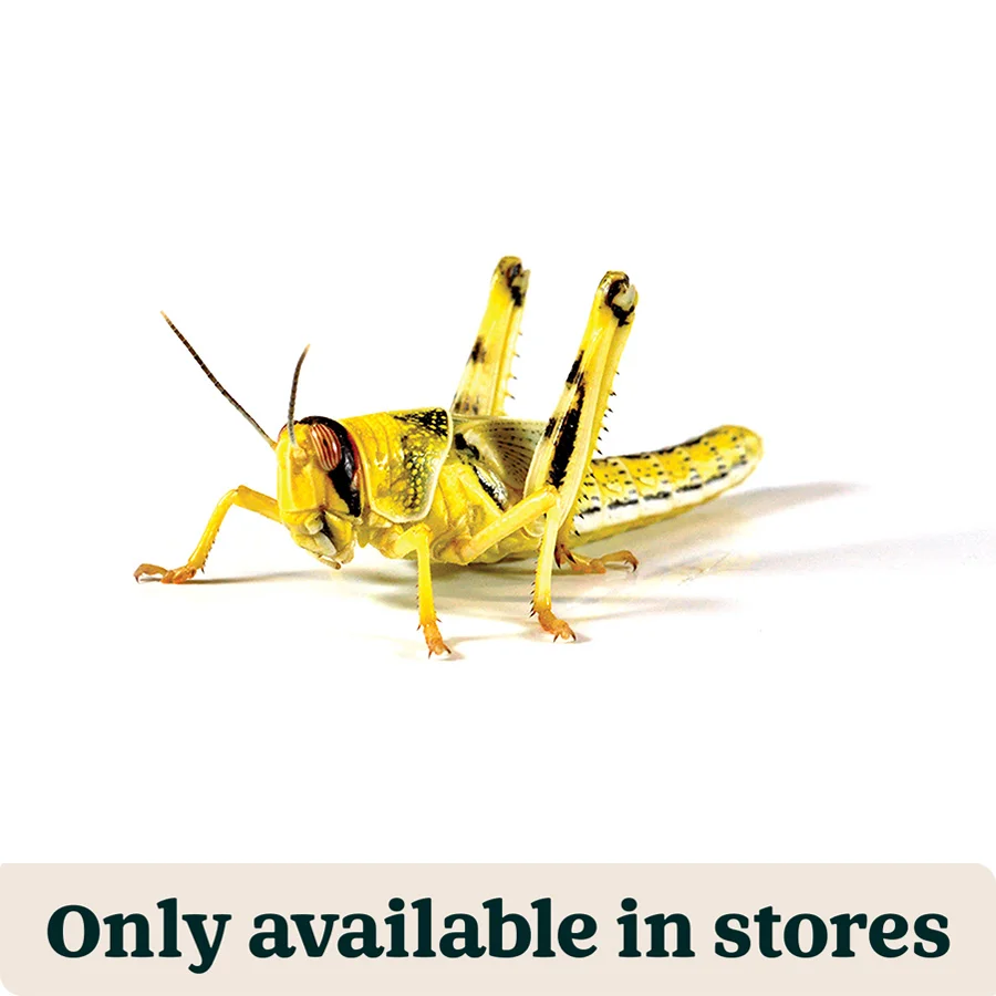 Carefully Designed Pets at Home Live Reptile Food Locusts Small Hoppers 8-12mm 180 Pack Professional