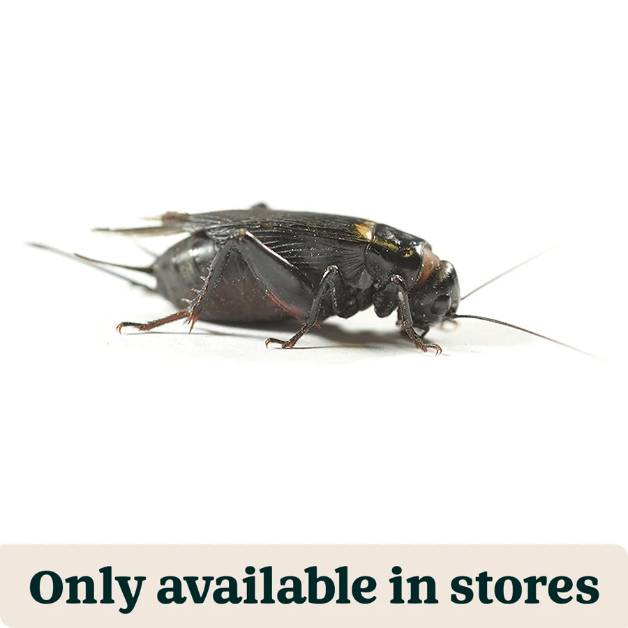 Verified Pets at Home Live Reptile Food Black Crickets Large 35 Pack Fashionable