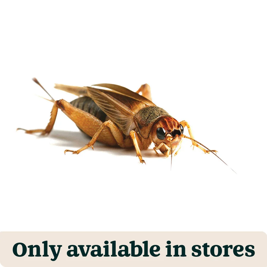 Enhanced Pets at Home Live Reptile Food Brown Crickets 3rd 8-10mm 1800 Pack Solid