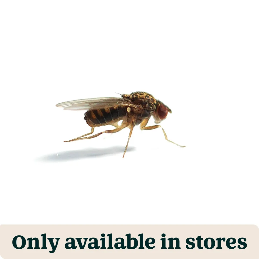 Official Pets at Home Live Reptile Food Fruit Flies Large 40 Pack Crafted