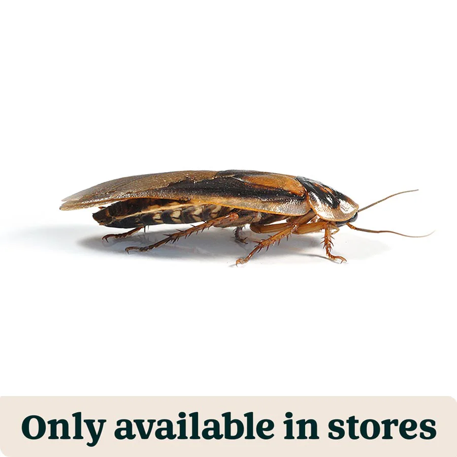 Consistent Pets at Home Live Reptile Food Dubia Roaches 25-30mm 6 Pack Professional