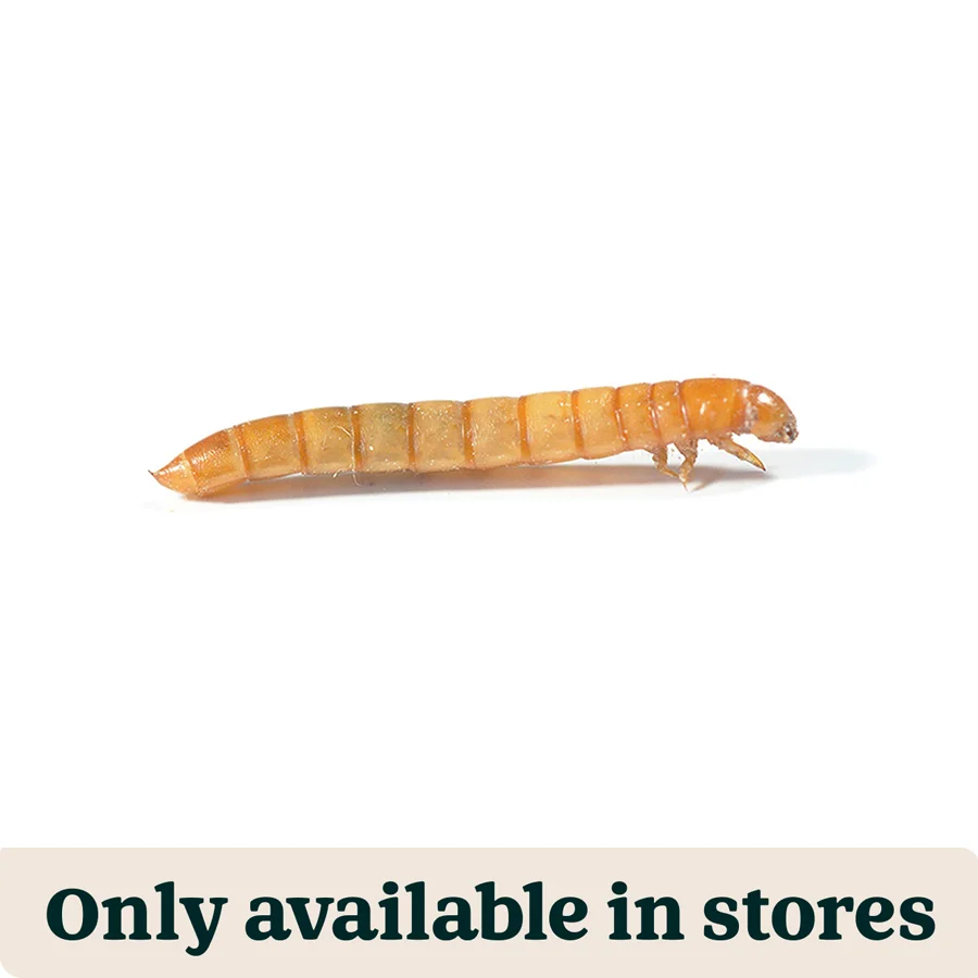 Specialty Pets at Home Live Reptile Mini Mealworms Food 15-18mm 360g Fine Crafted