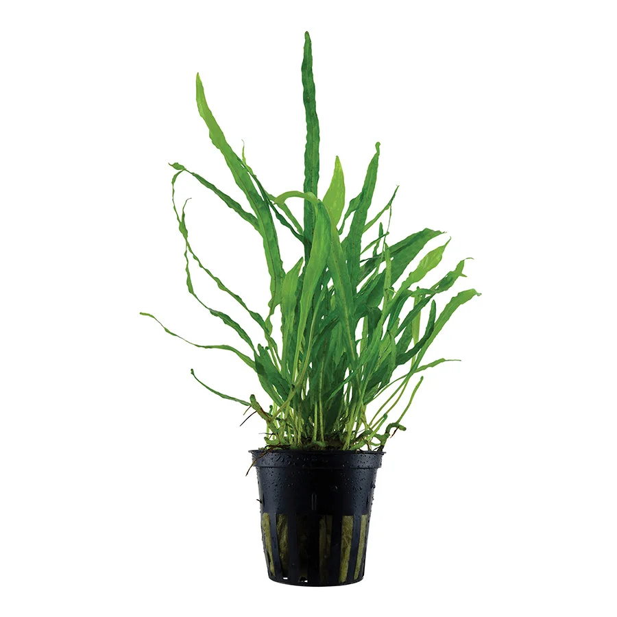Sophisticated Tropica Microsorum Pteropus x27 Narrow x27 Aquarium Plant Verified