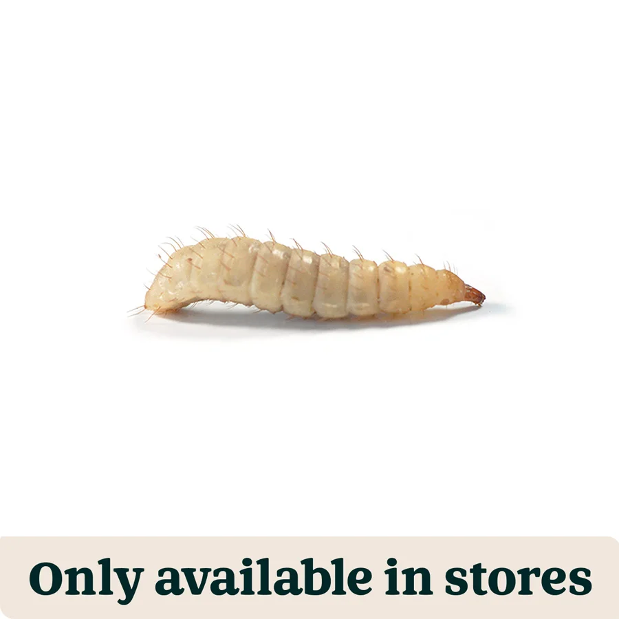 Innovative Pets at Home Live Reptile Calci Worms Food 10mm 25g Fast