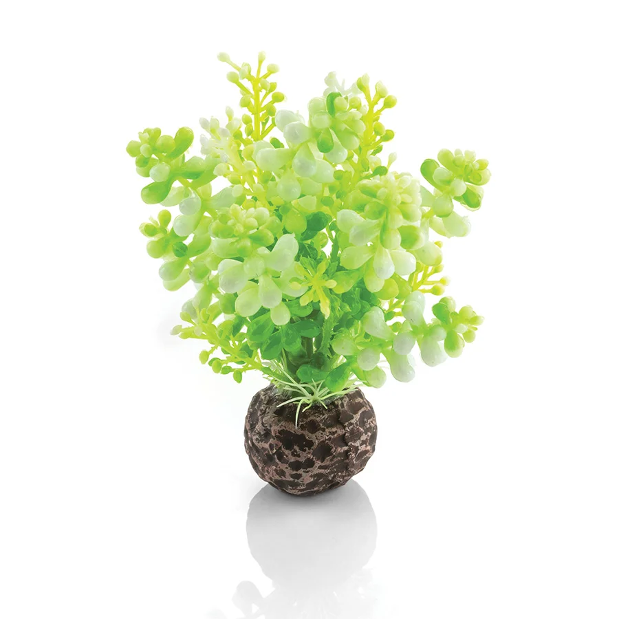 Traditional BiOrb Caulerpa Aquarium Plant Green Natural