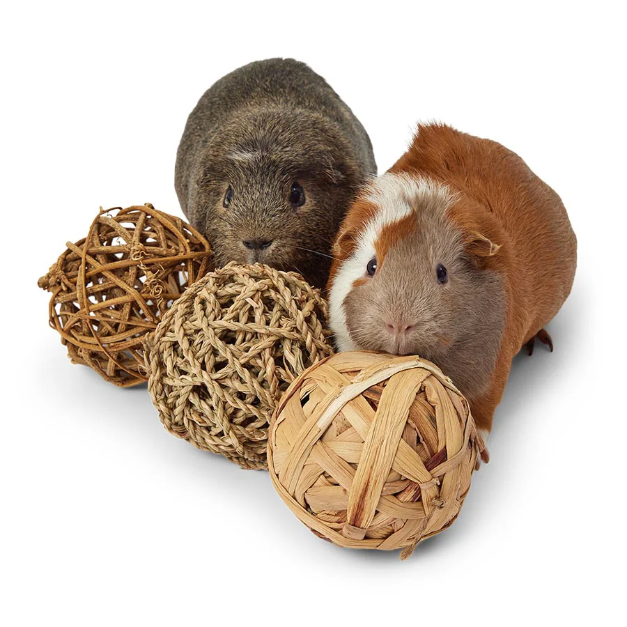 Convenient Pets at Home Small Animal Active Play Balls 3 Pack Eco-Friendly